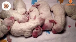 chăm sóc chó mẹ sau sinh chăm sóc chó mẹ sau sinh