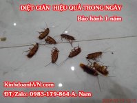 dịch vụ diệt gián tphcm.jpg dịch vụ diệt gián tphcm.jpg